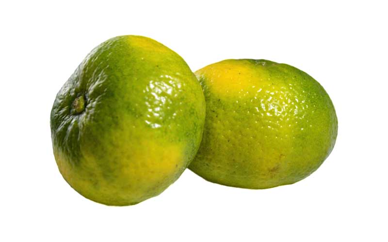 نارنگی سبز ممتاز